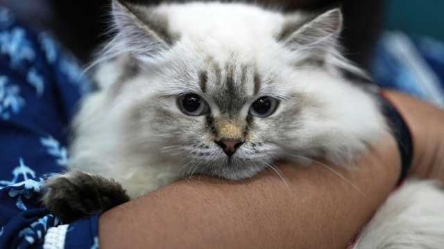 لماذا تمتلك القطط قدرة عجيبة على التنبؤ بالطقس؟