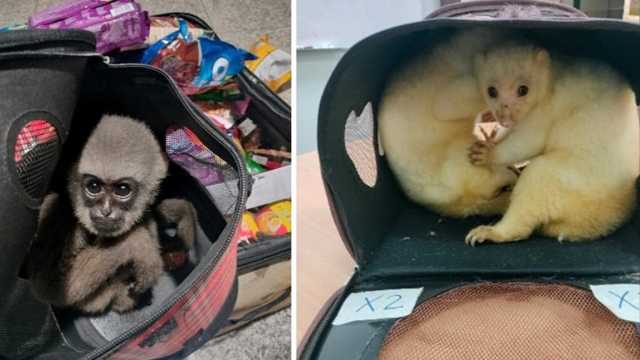 توقيف مجرمين محترفين وضبط 30.000 من الحيوانات الحية ضمن حملة على الاتجار بالحياة البرية