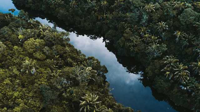 الجفاف قد يغيّر مناخ غابات الأمازون ويهدد بقاء أشجارها بحلول 2100