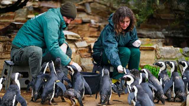 بطاريق جنوب أفريقيا تواجه خطر الانقراض.. والسردين يلعب دوراً حاسماً في مصيرها