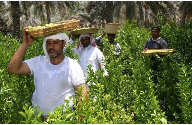 بالصور.. الليمون الحساوي يُعزز أسواق الخضار والفواكه في الخليج خلال موسم الصيف