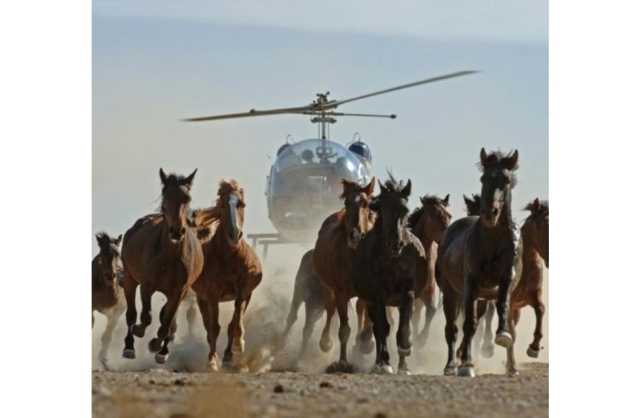 استراليا تعاود إعدام الخيول البرية من الجو بواسطة المروحيات