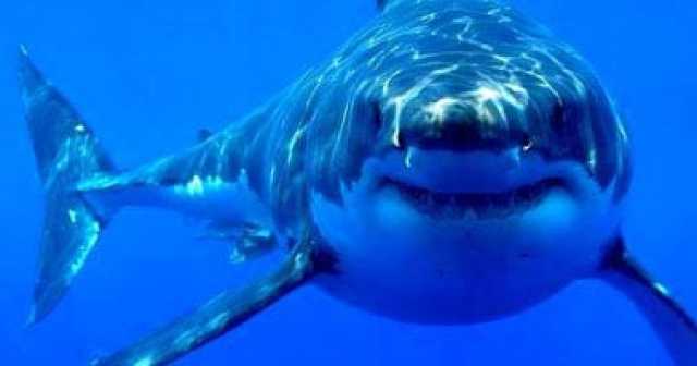 تعويض مليون جنيه لورثة السائحة الأجنبية ضحية سمكة القرش فى سهل حشيش