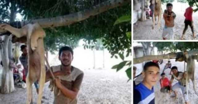 سيدة تتهم سائقا بالاعتداء عليها بعد منعه من ضرب كلب صغير