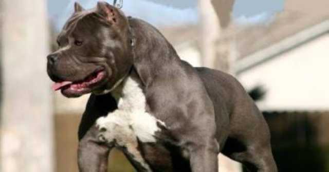 حضور المتهم وزوجته جلسة الاستئناف على حبسه 3 سنوات بسبب مصرع جاره بعضة كلب