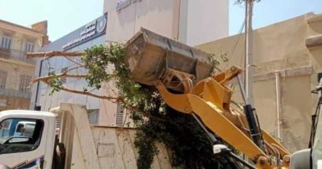 كبسولة فى القانون.. قطع الأشجار فى الأماكن العامة يعرضك للحبس والغرامة