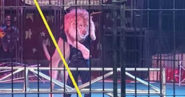 سيرك وراء ذبح حيوانات بأرض فضاء بالمنوفية