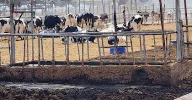 إنقاذ 2000 رأس ماشية من حريق بإحدى المزارع فى أبو صوير بالإسماعيلية