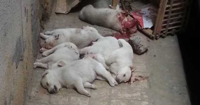 حبس المتهم بتسميم 8 كلاب فى حدائق الأهرام 6 أشهر