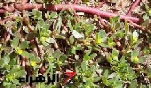 وداعا للسرطان.. عشبة صغيرة تقضي على الورم الخبيث تماما