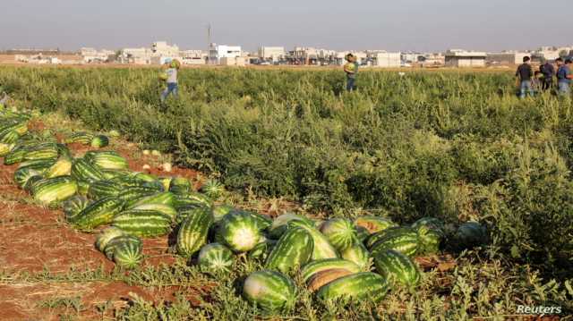 المغرب.. مطالب بمحاسبة المسؤولين عن إنتاج بطيخ ملوث