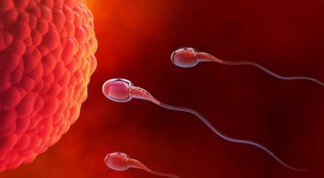 اكتشاف طبي.. علاج طبيعي لضعف الحيوانات المنوية وزيادة فرص الإنجاب ما علاقة النحل؟