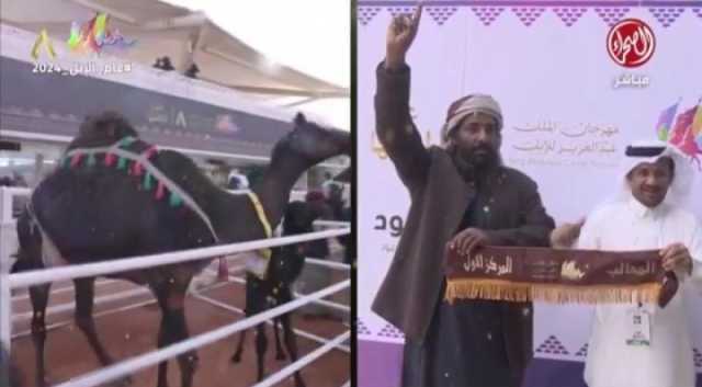 شاهد...مالك إبل يمني يحقق المركز الأول بمهرجان الملك عبدالعزيز بالسعودية