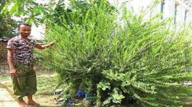 الكشف عن نبتة زرعت في اليمن مؤخرا تقي من السرطان