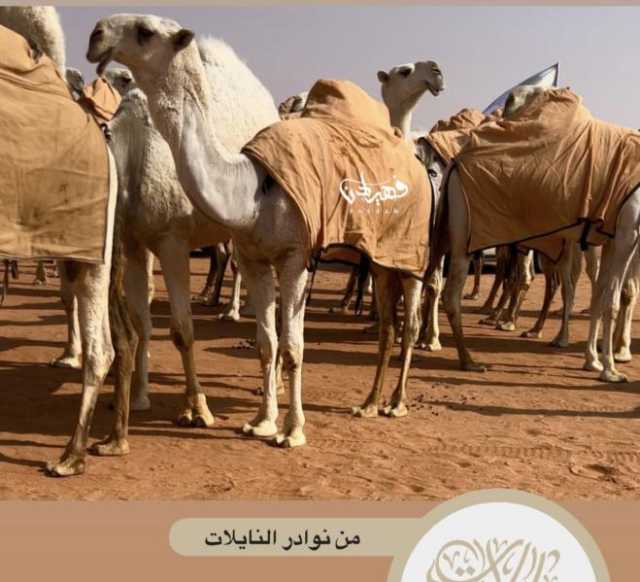 من أصول يمنية..شاهد رجل اعمال سعودي يعلن شراء اغلى قعود بأربعين مليون ريال سعودي