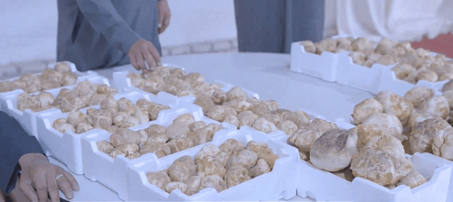 بالفيديو.. مدير «بيئة القصيم»: المزارعون متهمون بإنتاج الفقع.. والمشترون قدموا من جميع المناطق ومن دول الخليج