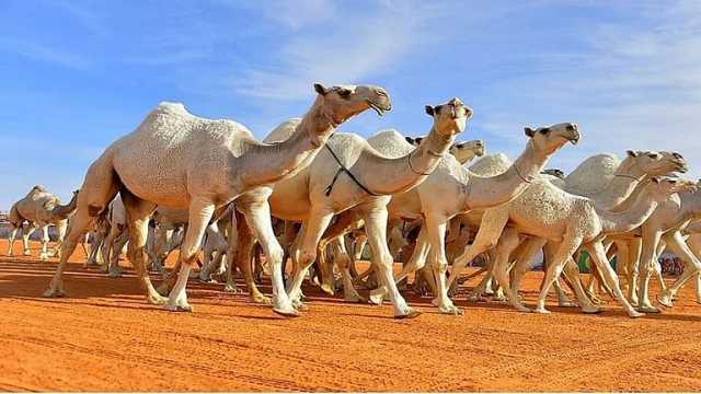 مسابقة المحالب «مغازر الإبل».. فعالية ضمن مهرجان شرورة الشتوي