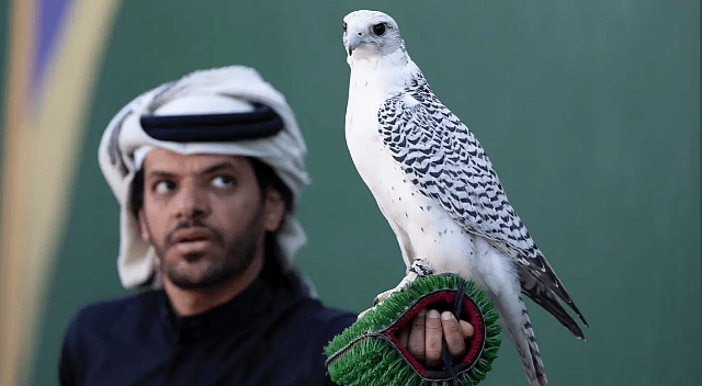 ختام منافسات المسار الأول لكأس العُلا للصقور بـ 5 أشواط