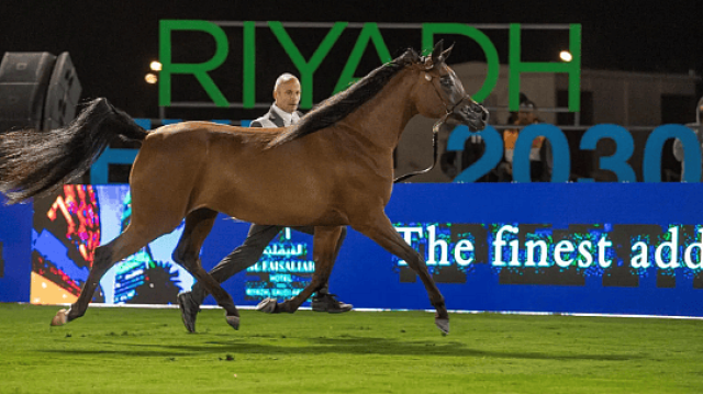 296 رأساً تشارك في العرض الدولي السادس لجمال الخيل العربية الأصيلة