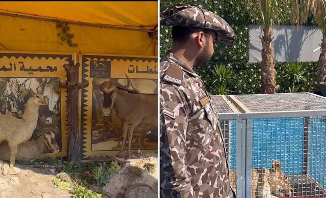 ضبط مواطن لاقتنائه وعرضه 21 كائنًا فطريًا دون ترخيص في عسير