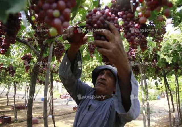 هل ستنخفض أسعار العنب والخوخ والبطيخ خلال الموسم الحالي؟.. نقيب الفلاحين يُجيب