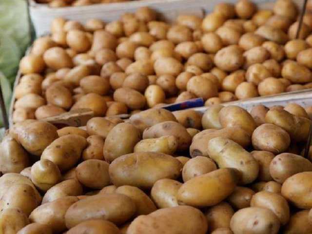 العروة الموسمية.. وزير الزراعة يكشف أسباب ارتفاع أسعار البطاطس والبصل