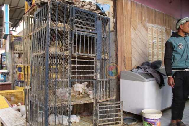 محلات الدواجن والدليفري.. الأنشطة المستثناة من مواعيد غلق المحلات
