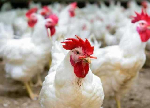 فتش عن الأعلاف.. هل تنخفض أسعار الدواجن والبيض في الأسواق؟
