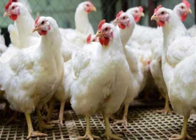 الفراخ بـ110 والبانيه بـ72 جنيهًا.. أسعار الدواجن بمنافذ وزارة الزراعة