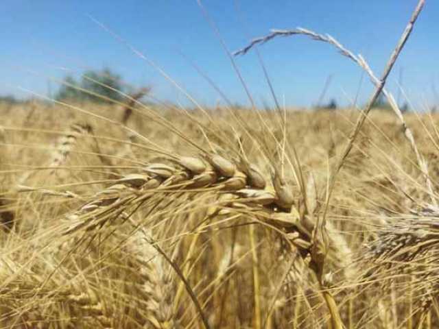 ننشر السياسة الصنفية لمحصول القمح للعام الجديد