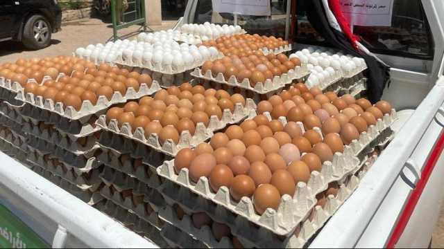 الكرتونة بـ140 جنيها.. الزراعة تطلق منافذ متنقلة لبيع البيض (تفاصيل)