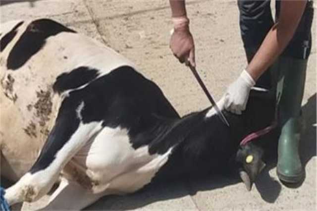 الطب البيطري يوجه رسائل للمواطنين بشأن ذبح الأضاحي