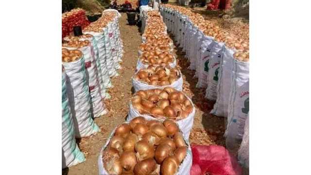 شعبة الخضروات: أسعار البصل ستنخفض تدريجيًا الفترة المقبلة