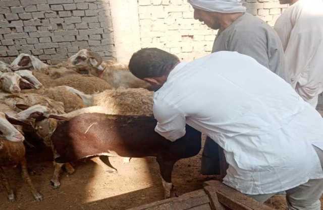 الجيزة تٌطلق حملة للتحصين ضد مرض طاعون المجترات الصغيرة