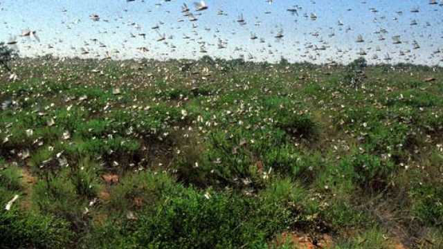 الزراعة تكشف سر تزايد أعداد الجراد