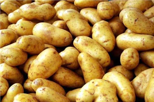 استعدادًا لفتح السوق المغربية للبطاطس المصرية.. تفاصيل زيارة وفد مغربي لـالحجر الزراعي