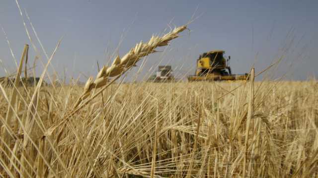 العراق يعلن اكتفاءه من الحنطة دون الحاجة للاستيراد هذا العام