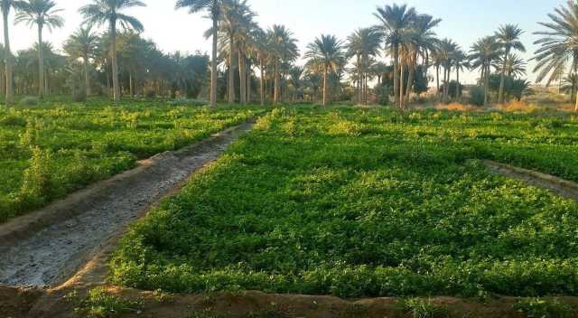 الزراعة العراقية تمنع استيراد وتداول 37 مادة زراعية وتفتح استيراد 7 محاصيل