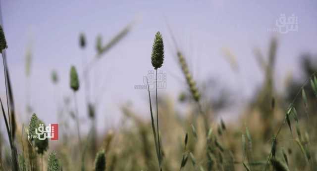 العراق من أبرز أسواق دقيق القمح التركي رغم التراجع العالمي