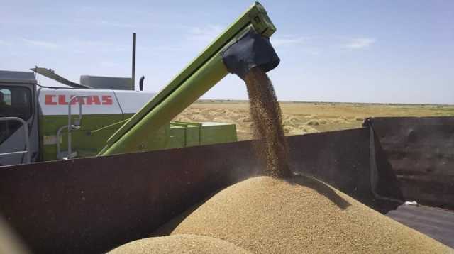 العراق في المرتبة الثانية عربياً بإنتاج القمح