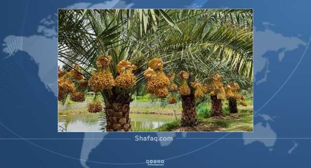 رغم الإقبال العالمي.. الجفاف وظروف أخرى تضرب إحصاءات إنتاج تمور ديالى