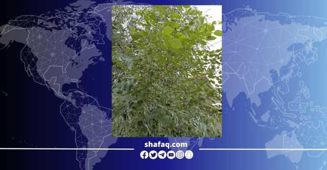 البصرة تسابق الزمن لمواجهة التطرف المناخي.. أشجار منقرضة تستعيد حياتها
