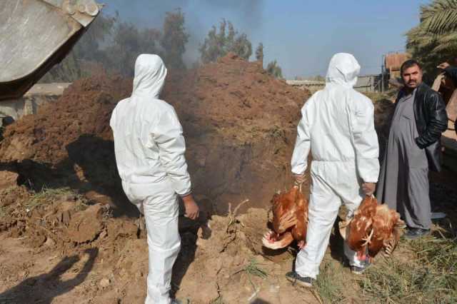 احترازات إنفلونزا الطيور.. كركوك ترفع حالة التأهب والرقابة على حقول الدواجن