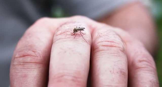 باريس تنفذ حملة مكافحة البعوض لمنع انتشار حمى الضنك