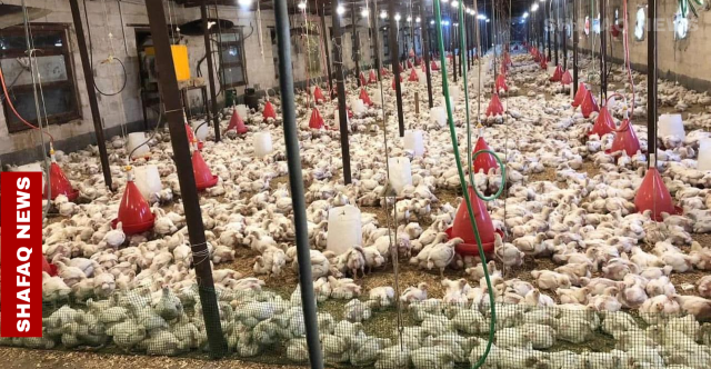 البصرة تسوق أكثر من 830 ألف دجاجة للأسواق المحلية خلال شهر
