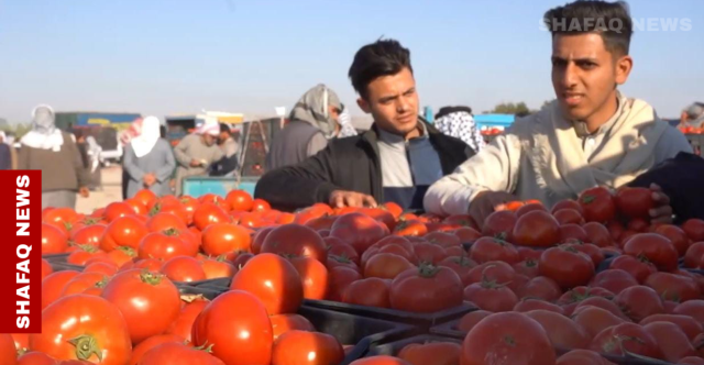 ارتفاع مفاجئ بأسعار الطماطم في البصرة ومديرية الزراعة تكشف الأسباب
