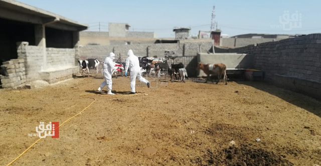 محافظة عراقية تستنفر طواقمها بعد حالتي وفاة بالحمى النزفية و14 إصابة
