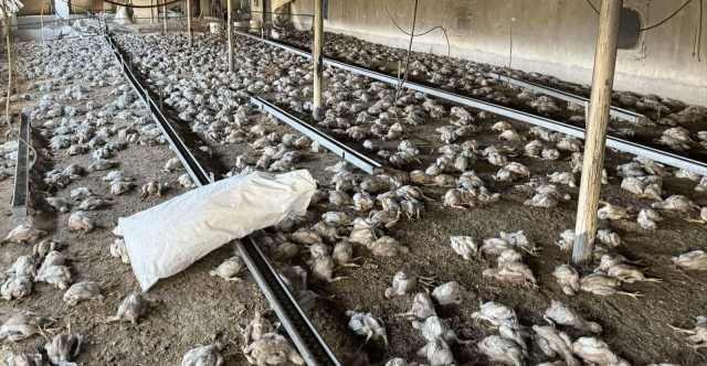 نفوق أكثر من 35 ألف دجاجة باندلاع حريق ضمن مشروع للدواجن بالبصرة
