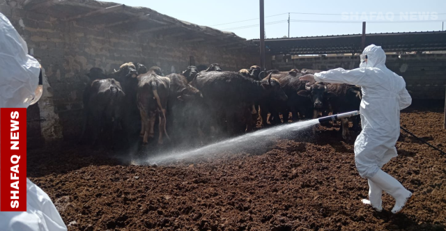 الأنبار تنفي تسجيل إصابات بالحمى النزفية: سيطرنا على حالات مشتبه بها