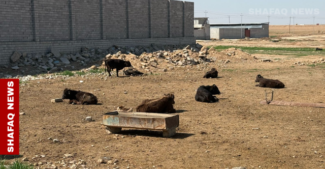 محافظ كركوك يوجه بتشكيل خلية أزمة لمكافحة الحمى النزفية